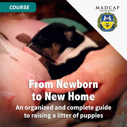 [MJ] Full Power of Puppy Culture for Singletons – Show Package
